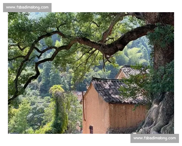 1200 人赴松阳之约：在江南秘境中定向穿行